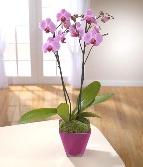 Pink Orchid